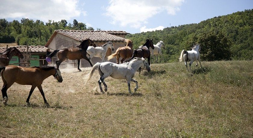 Azienda Agricola Podere Tremulini