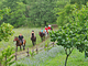 Azienda Agricola Podere Tremulini