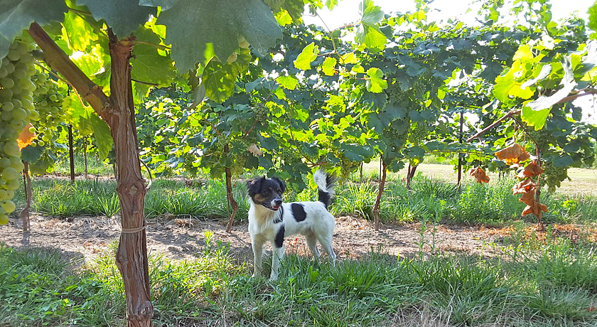 Locanda  Antico Fighèr