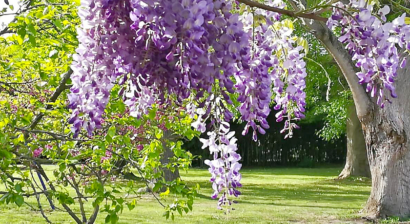 Il giardino segreto 