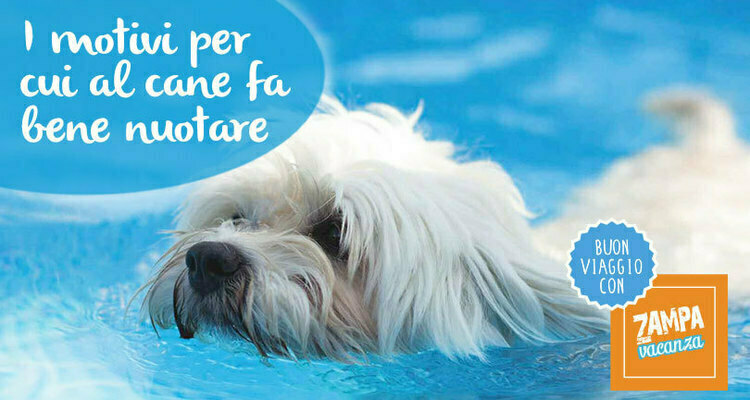 Il nuoto per i cani